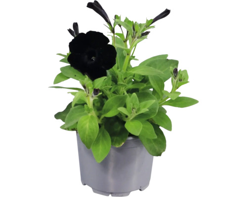 Svart petunia i grå plastkruka med gröna blad.