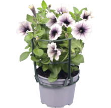 Petunia med växtstöd i plastkruka