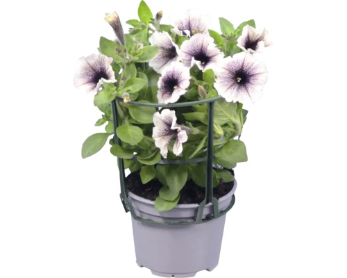 Petunia med växtstöd i plastkruka