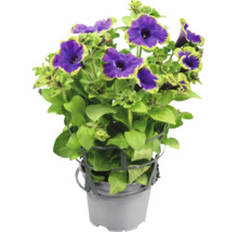 Petunia med lila blommor och ljusgrön kant i en grå kruka med växtstöd.