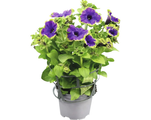 Petunia med lila blommor och ljusgrön kant i en grå kruka med växtstöd.