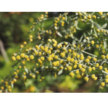 Närbild av en malörtsplanta med många små gula blomkorgar och silverfärgade blad i trädgården.