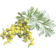 Malört (Artemisia absinthium) med silvriga flikiga blad och små gula blomkorgar.