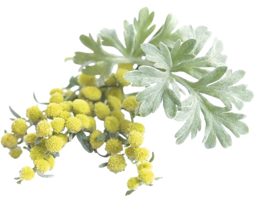 Malört (Artemisia absinthium) med silvriga flikiga blad och små gula blomkorgar.
