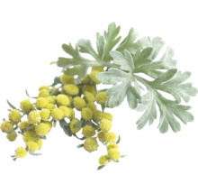 Malört med silvergrå, flikiga blad och små gula blomkorgar.