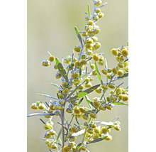 Närbild av en malört med små gula blommor och silvergröna blad.