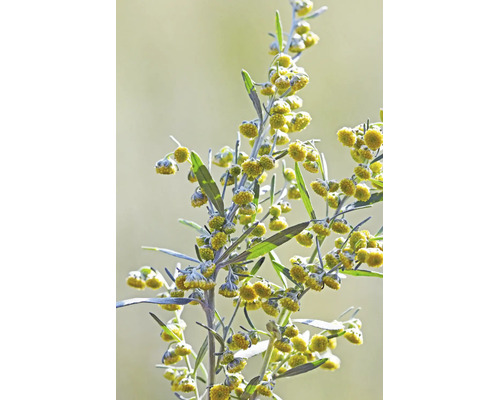 Närbild av en malört med små gula blommor och silvergröna blad.