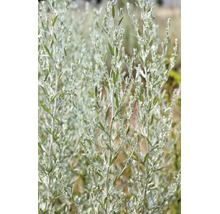 Gråbo-planta med silvergröna blad och små blomknoppar på upprättstående stjälkar.
