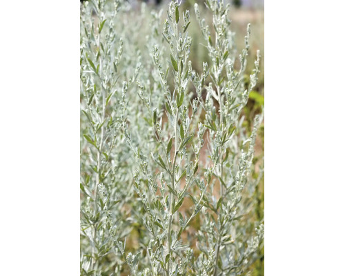 Gråbo-planta med silvergröna blad och små blomknoppar på upprättstående stjälkar.