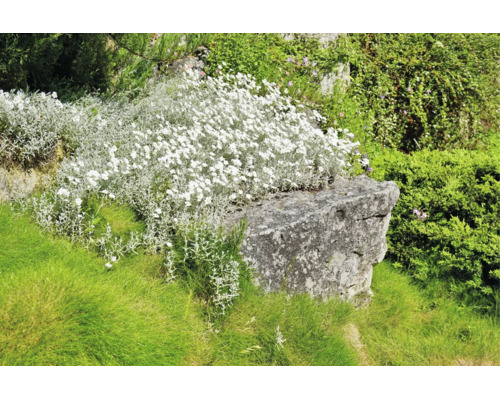 Stenparti med silvrigt arv och små vita blommor på en stor natursten mitt i grönt gräs.