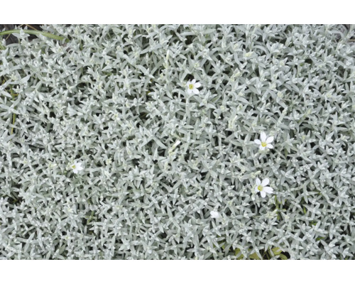 Silverarv som marktäckare med silverfärgade blad och små vita blommor.