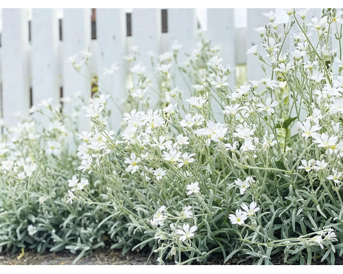 Vitblommande marktäckande växter med silverfärgat bladverk framför ett vitt staket.