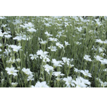 Silverarv Cerastium tomentosum med vita blommor, marktäckare för trädgården.
