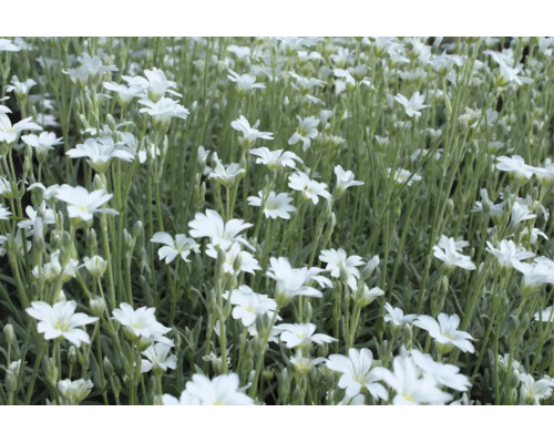 Silverarv Cerastium tomentosum med vita blommor, marktäckare för trädgården.