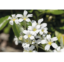 Silverarv med vita blommor och gul mitt, härdig marktäckare för trädgården.