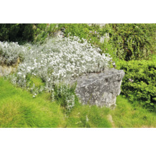 Stenparti med silvrigt arv och små vita blommor på en stor natursten mitt i grönt gräs.