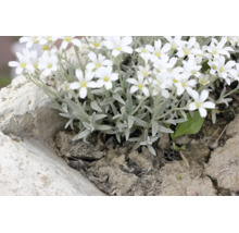 Silverarv, Cerastium tomentosum, med vita blommor och silvergrå blad som marktäckare.