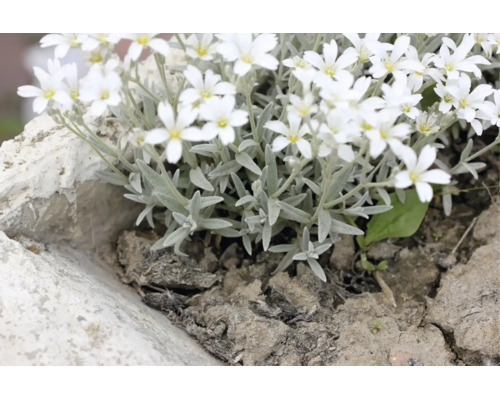 Silverarv, Cerastium tomentosum, med vita blommor och silvergrå blad som marktäckare.