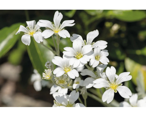 Silverarv med vita blommor och gul mitt, härdig marktäckare för trädgården.