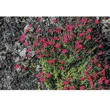 Ängsnejlika Dianthus deltoides med små röda blommor och gröna blad i mörk jord.