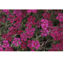 Blommande ängsnejlikor (Dianthus deltoides) med tandade kronblad och ringformad mönstring i mitten.