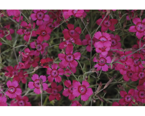 Blommande ängsnejlikor (Dianthus deltoides) med tandade kronblad och ringformad mönstring i mitten.