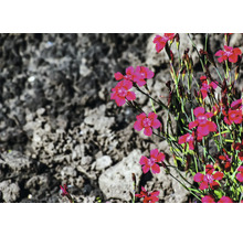 Ängsnejlika Dianthus deltoides med rosa blommor på stenig mark i trädgården.