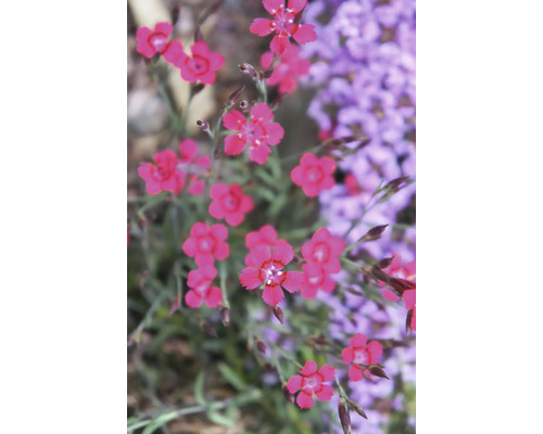 Blommande ängsnejlika med små rosa blommor och gröna stjälkar i en trädgårdsrabatt.