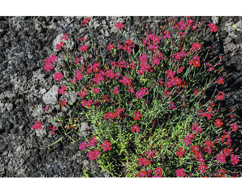 Ängsnejlika Dianthus deltoides med små röda blommor och gröna blad i mörk jord.