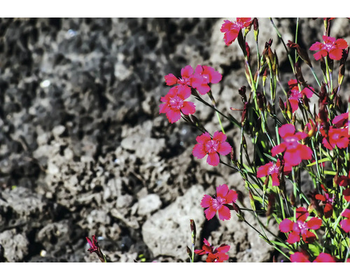 Ängsnejlika Dianthus deltoides med rosa blommor på stenig mark i trädgården.