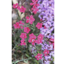 Blommande ängsnejlika med små rosa blommor och gröna stjälkar i en trädgårdsrabatt.