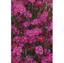 Närbild av nejlikor Dianthus i full blom med klarrosa kronblad och mörk mitt.