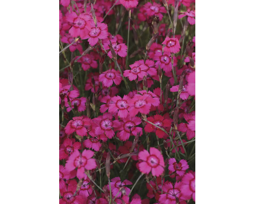 Närbild av nejlikor Dianthus i full blom med klarrosa kronblad och mörk mitt.
