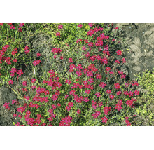 Backnejlika Dianthus deltoides med många små röda blommor i en trädgård.