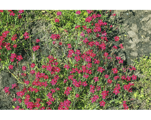 Backnejlika Dianthus deltoides med många små röda blommor i en trädgård.