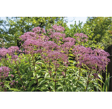 Fläckflockel Eupatorium med purpurrosa blomställningar i en trädgård vid ett trästaket.
