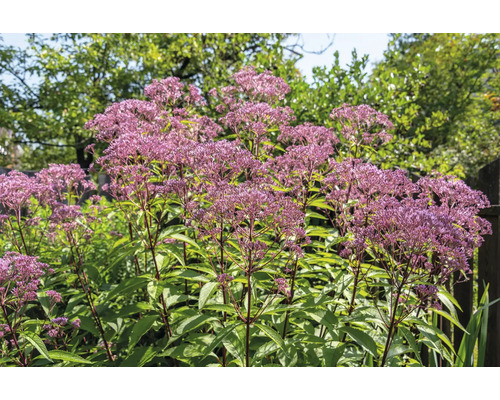 Fläckflockel Eupatorium med purpurrosa blomställningar i en trädgård vid ett trästaket.