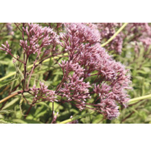 Hampflockel Eupatorium cannabinum med rosa blomklasar i en trädgård.