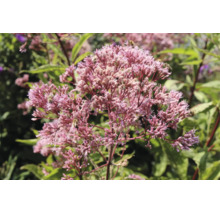 Blommande hampflockel Eupatorium med rosa blomklasar och bin.