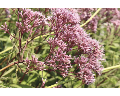 Hampflockel Eupatorium cannabinum med rosa blomklasar i en trädgård.