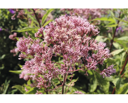 Blommande hampflockel Eupatorium med rosa blomklasar och bin.