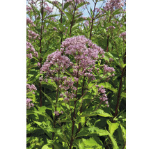 Rosenflockel Eupatorium maculatum Atropurpureum med rosa blomklasar och gröna blad.