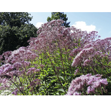 Blommande rosenflockel Eupatorium med lila blomställningar i en trädgård.