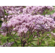 Närbild av blommande hampflockel Eupatorium med bin på de rosa blommorna.