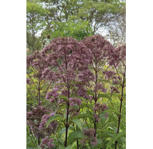 Blommande fläckfloka Eupatorium maculatum med flocklika blomställningar på mörka stjälkar i en trädgård.