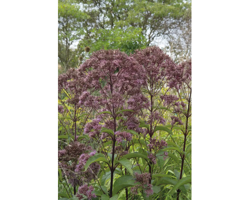 Blommande fläckfloka Eupatorium maculatum med flocklika blomställningar på mörka stjälkar i en trädgård.