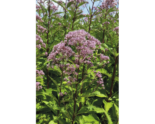 Rosenflockel Eupatorium maculatum Atropurpureum med rosa blomklasar och gröna blad.