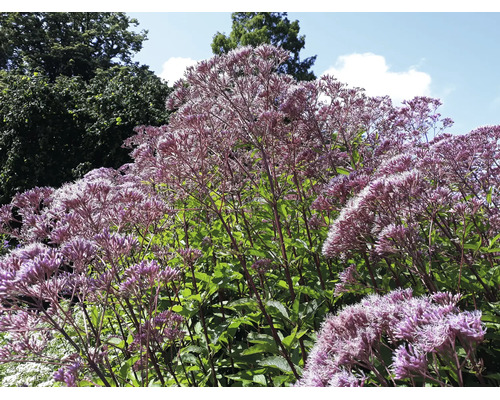 Blommande rosenflockel Eupatorium med lila blomställningar i en trädgård.