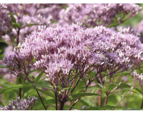 Närbild av blommande hampflockel Eupatorium med bin på de rosa blommorna.