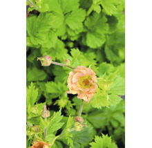 Nejlikrot Geum Cocktail Mai Tai med aprikosfärgad blomma, knoppar och grönt bladverk.